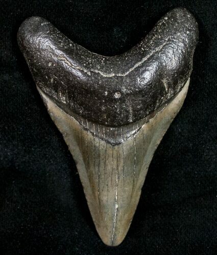 Juvenile Megalodon Tooth - South Carolina #10672